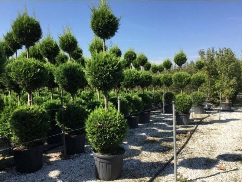 Üç Top Leylandi Fidanı Çeşitleri