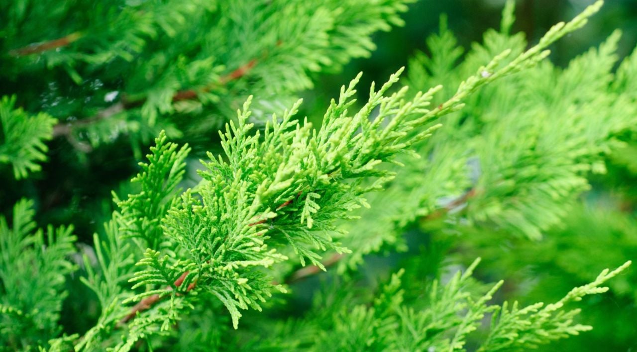 Pom Pom Leylandi Fidanı Nerede Yetişir