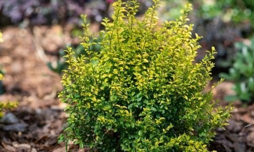 Alacalı Lükstürüm Fidanı Özellikleri