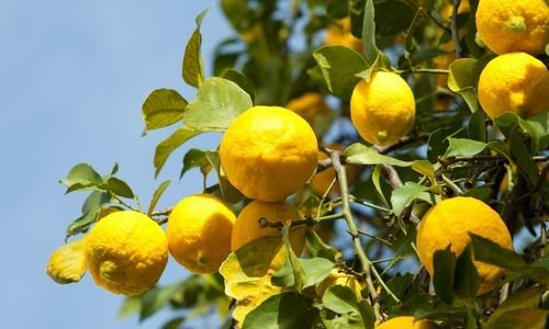 Jumbo Limon Fidanı Çeşitleri
