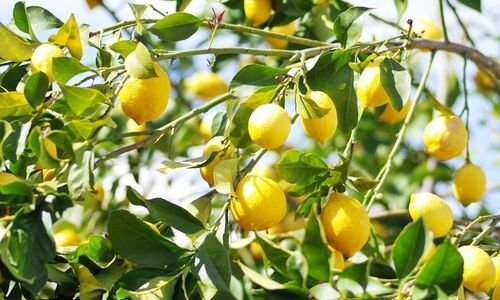 Jumbo Limon Fidanı Fiyatı