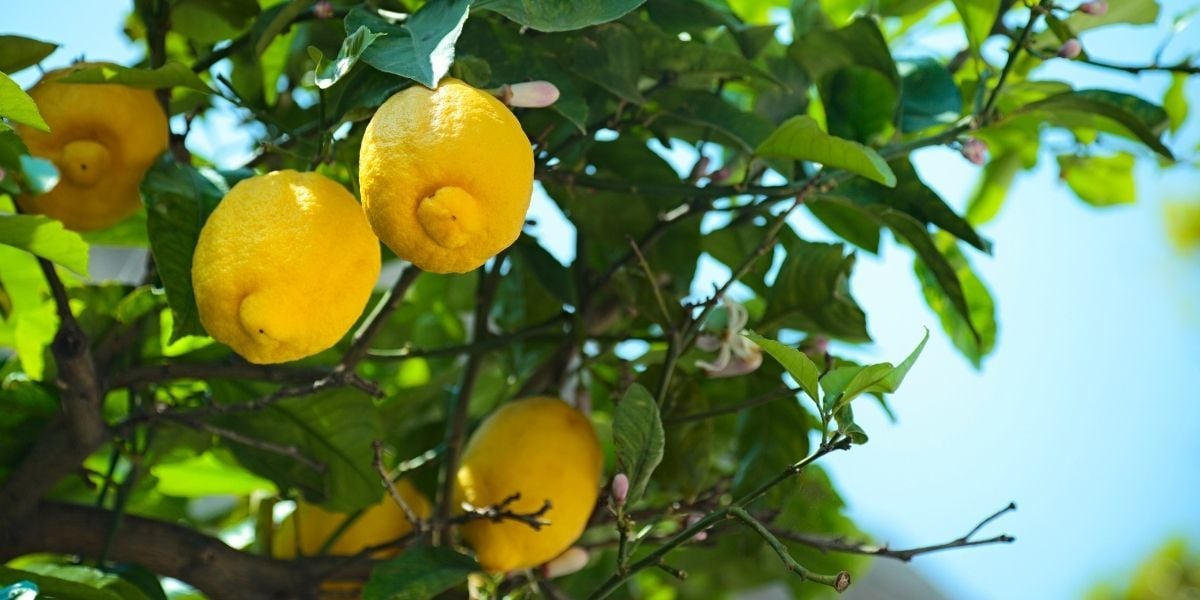 Limon Fidanı Nasıl Yetiştirilir?