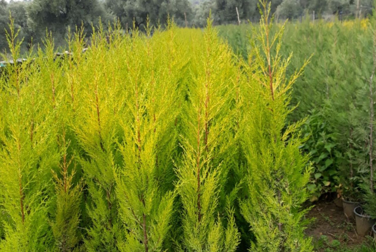 Limon Çamı Bakımı Nasıl Yapılır