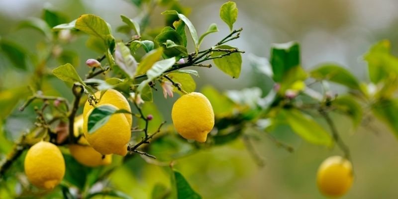 Limon Fidanı Satışı