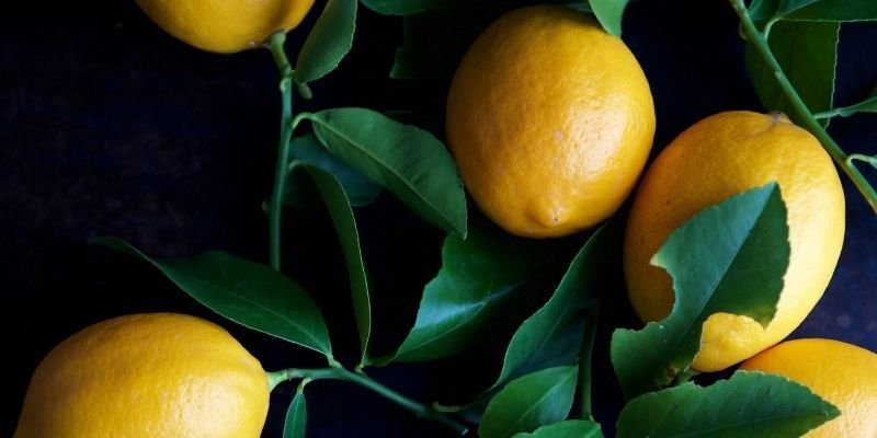 Limon Fidanı Fiyatı