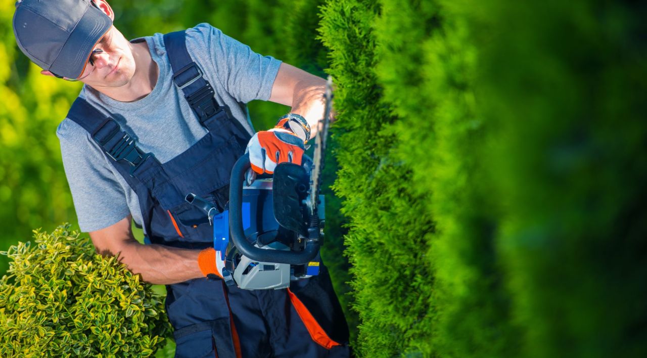 Spiral Limon Çamı Özellikleri