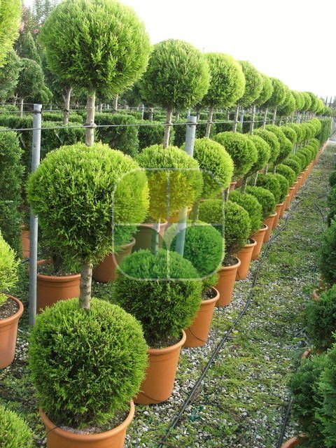 Üç Top Limon Servi Özellikleri