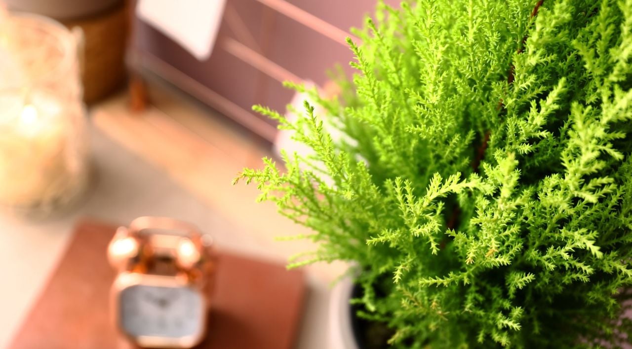 Pom Pom Limon Çamı Özellikleri