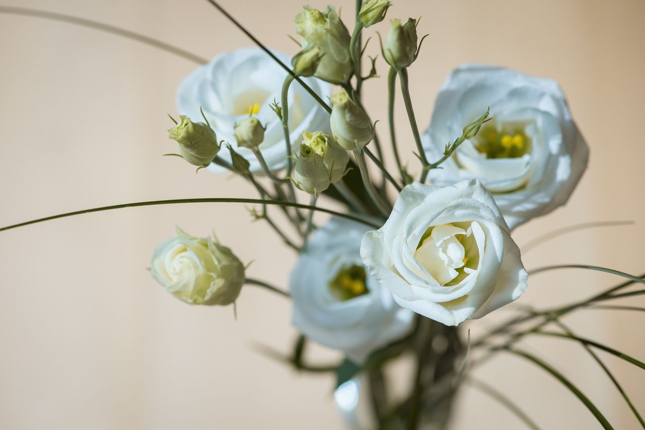 Lisyantus Çiçeği Bakımı