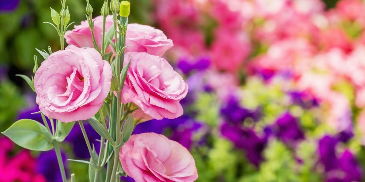 Listanyus Çiçeği Bakımı