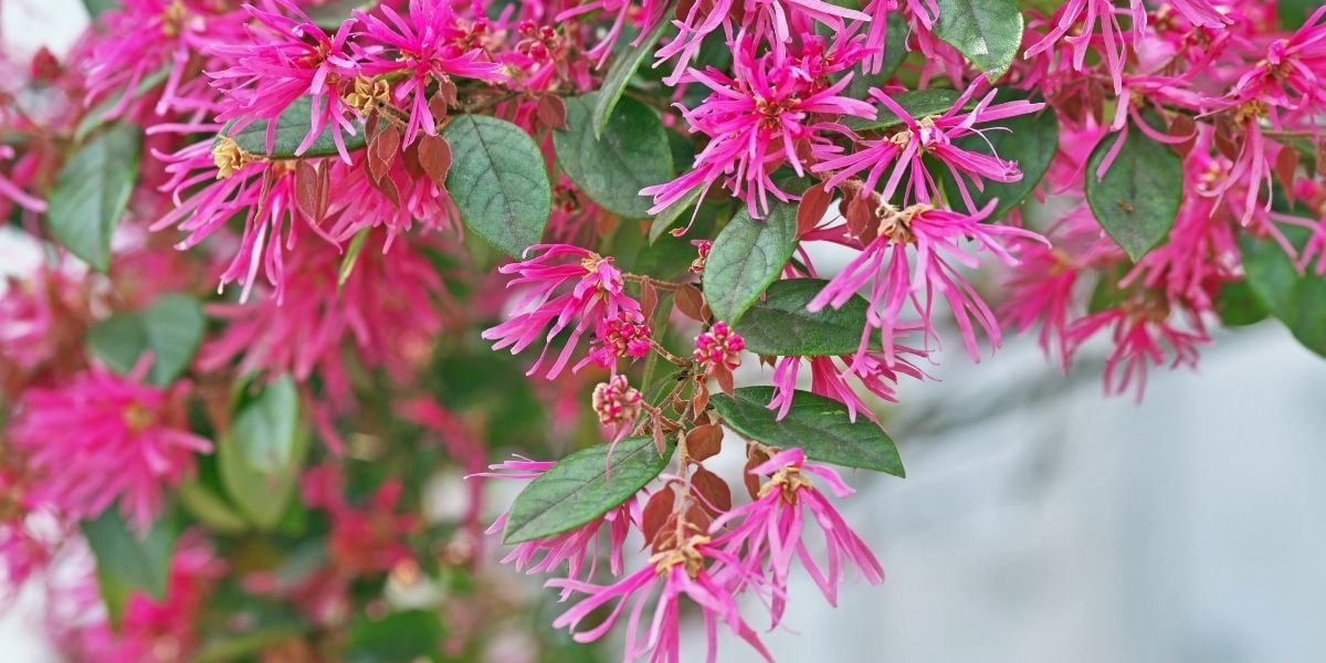 Loropetalum Çiçeği Satışı