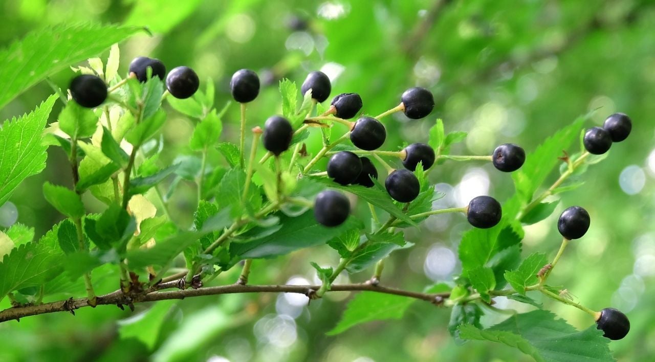 Mahlep Ağacı Nasıl Yetiştirilir