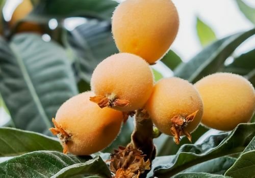 Malta Eriği Fidanı Fiyatı