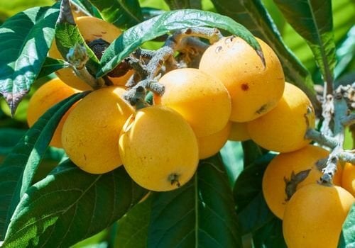 Malta Eriği Fidanı Özellikleri