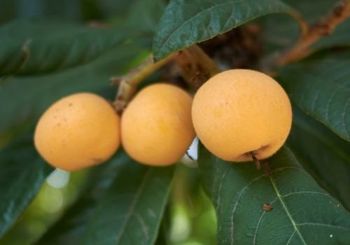 Malta Eriği Fidanı Satışı