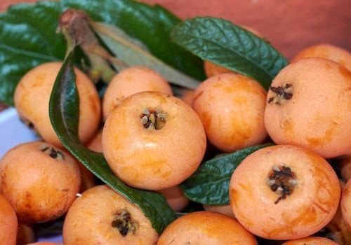 Malta Eriği (Eriobotryajaponica) Fidanı Bakımı