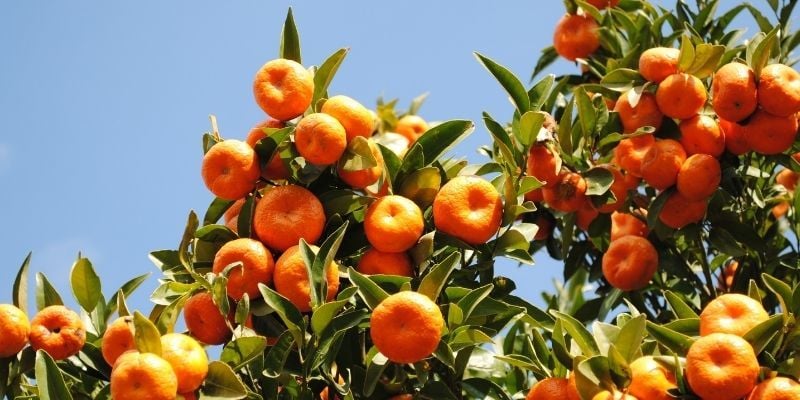 Mandalina Fidanı Özellikleri