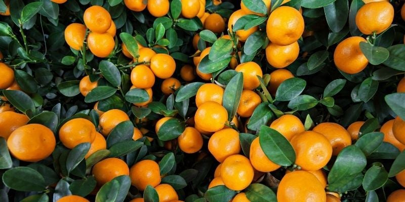 Mandalina Fidanı Satışı