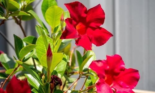 Mandevilla Sarmaşığı Bakımı