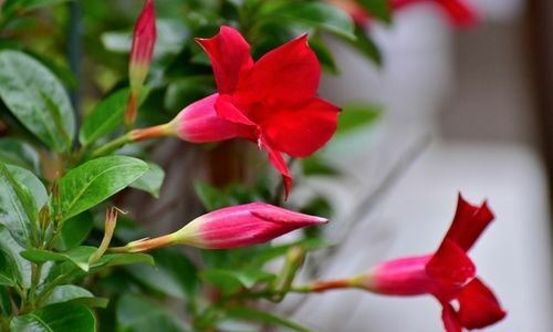 Mandevilla Sarmaşığı Özellikleri