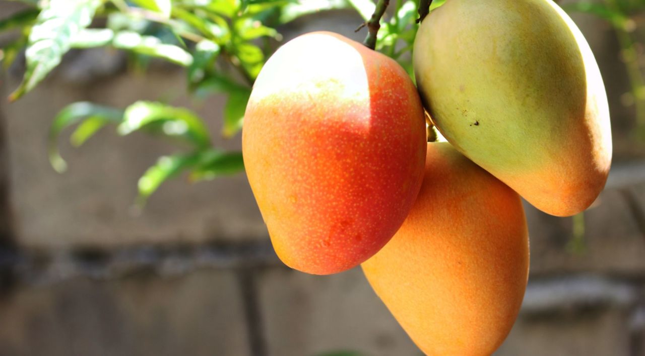 Mango Fidanı Satın Al