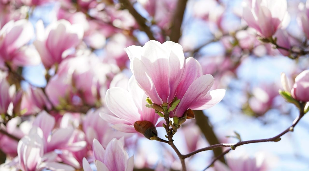 Yaprak Döken Manolya Çeşitleri