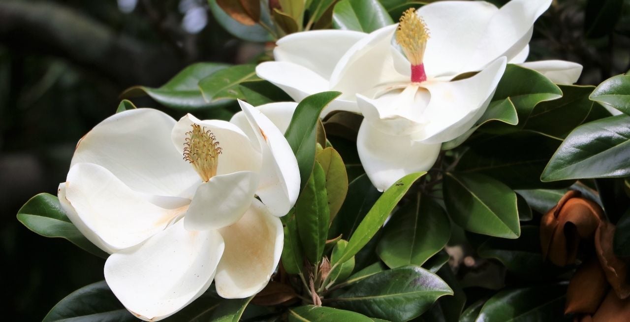 Manolya Çiçeği Özellikleri