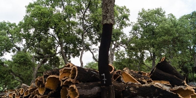 Mantar Meşesi Ağacı Fiyatı