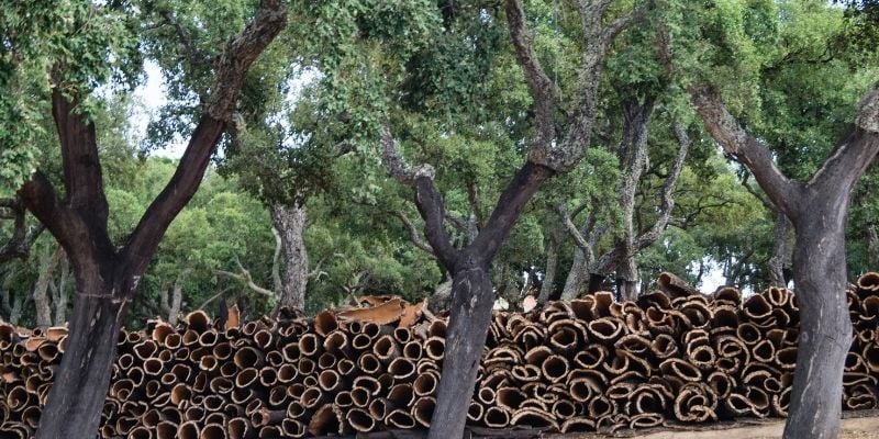 Mantar Meşesi Ağacı Özellikleri