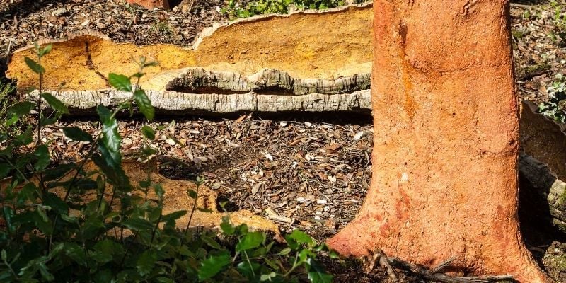 Mantar Meşesi Ağacı Çeşitleri