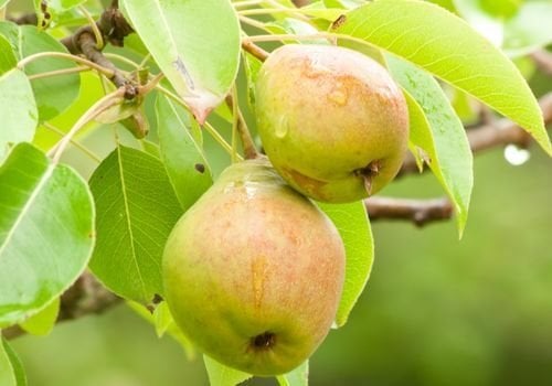 Margarit Armut Fidanı Fiyatı