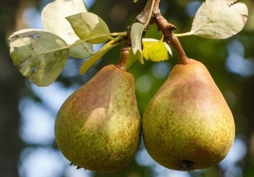 Margarit Armut Fidanı Özellikleri