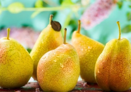 Margarit Armut Fidanı Satışı