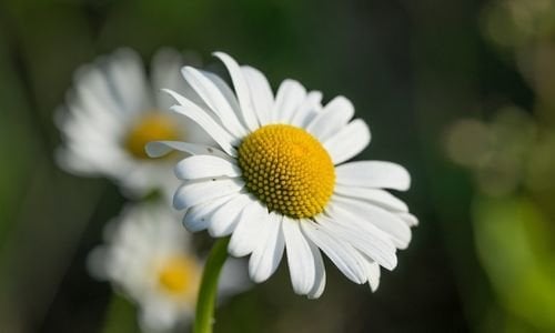 Margarit Papatyası Bakımı