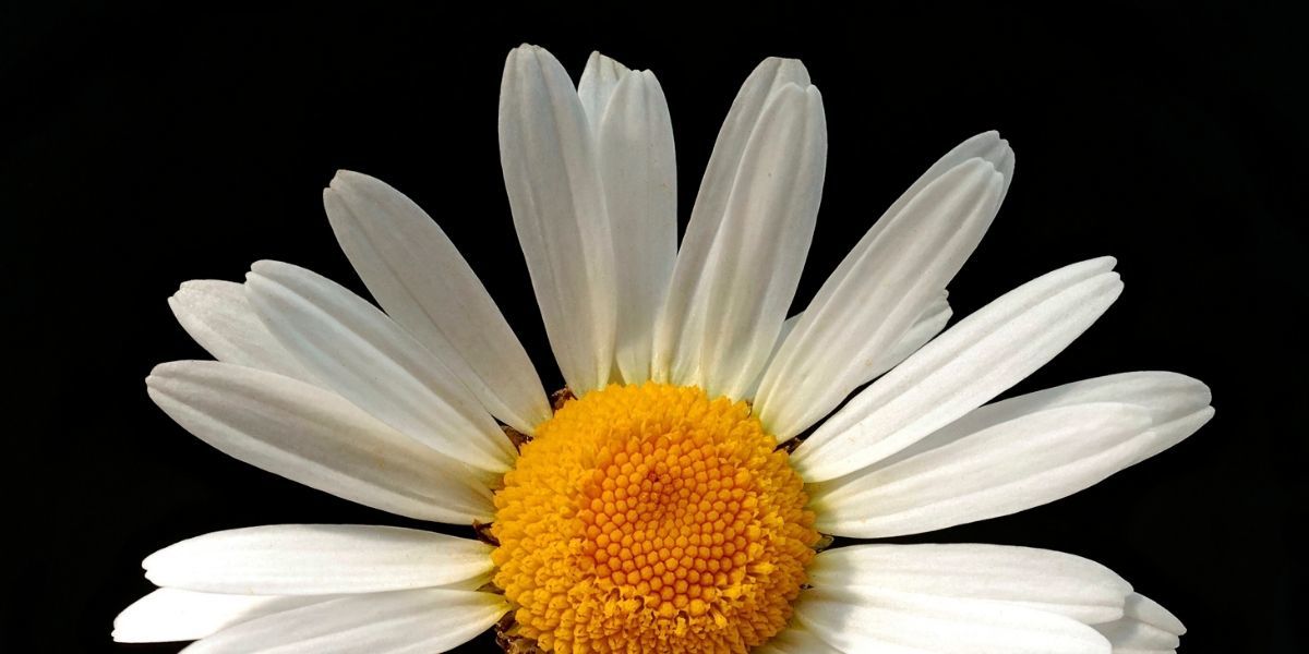 Margarit Papatyası Özellikleri