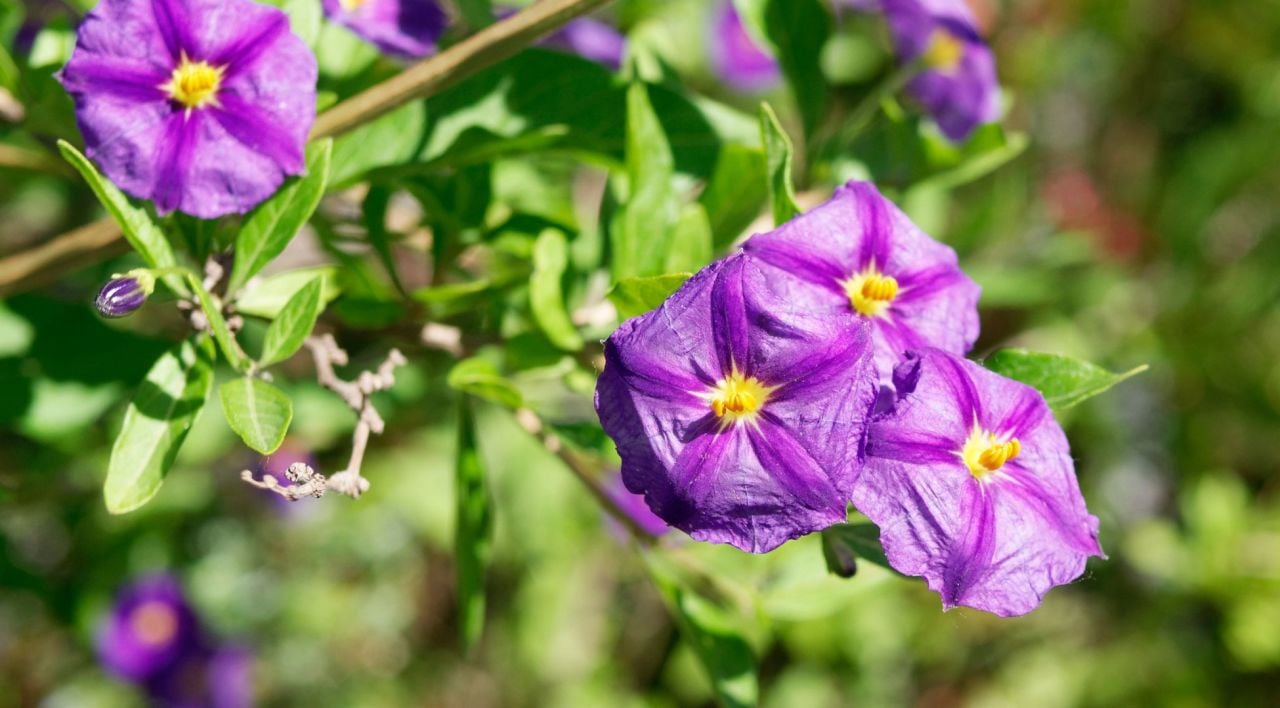 Mavi Çalı Nasıl Yetiştirilir
