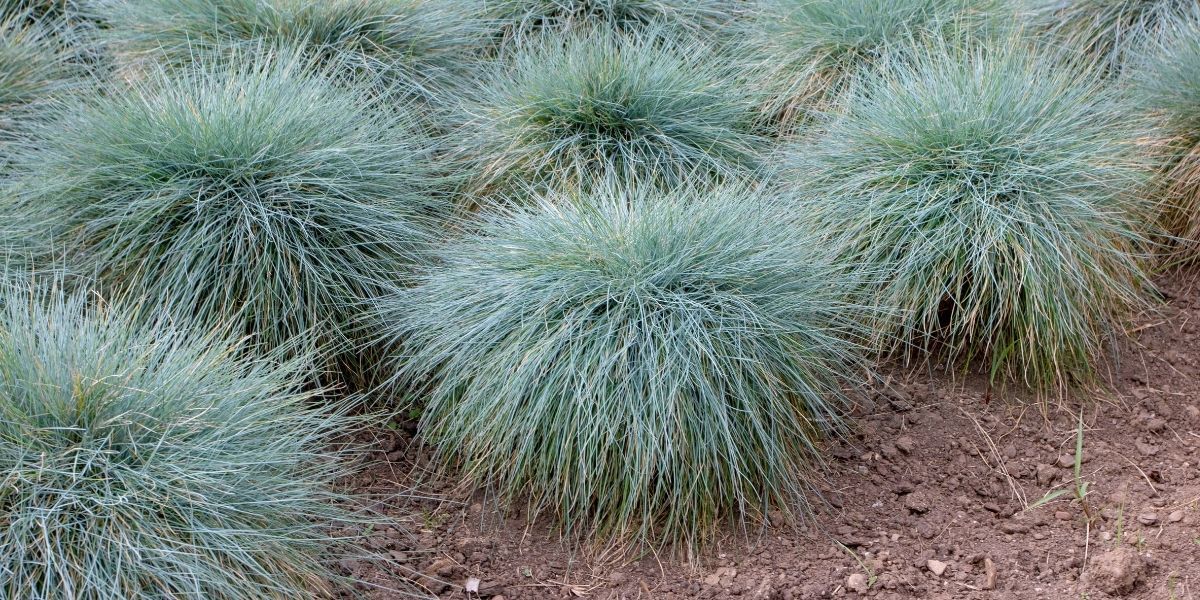 Mavi Çim Özellikleri