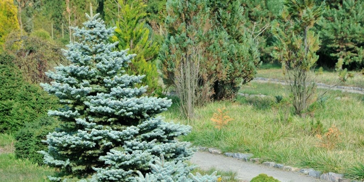 Mavi Ladin Ağacı Özellikleri