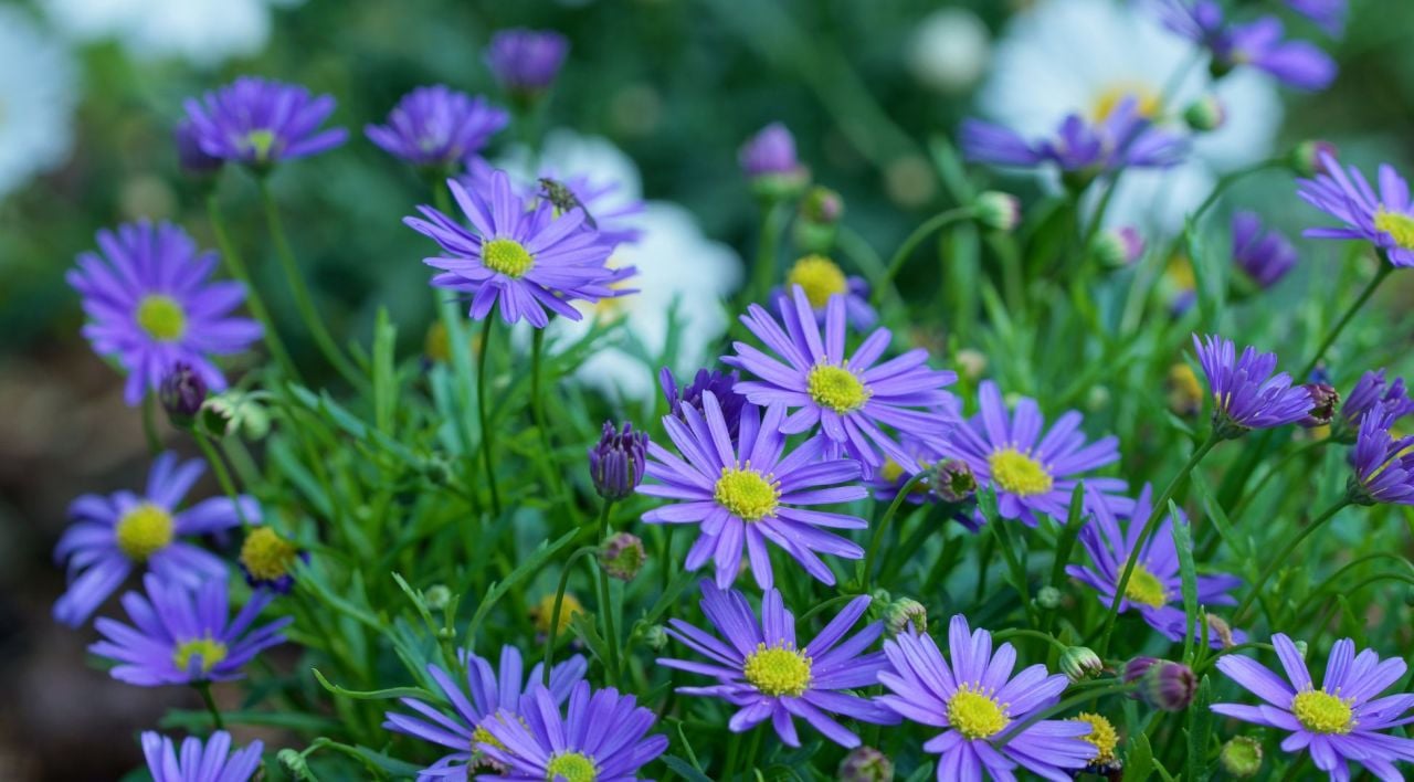 Mavi Papatya Fiyatı