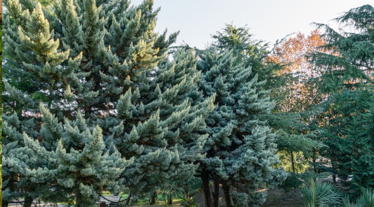 Pom Pom Mavi Servi Ağacı Bakımı