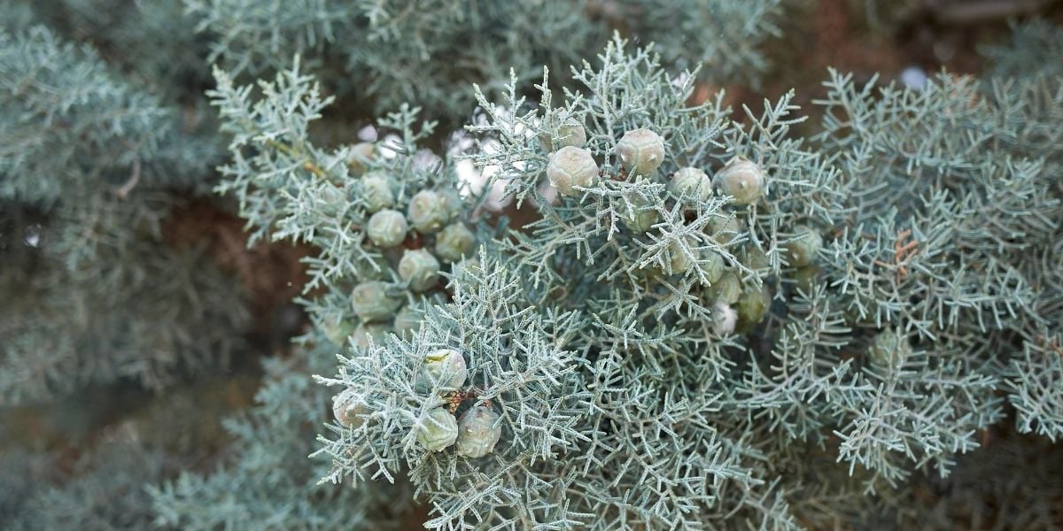 Mavi Servi Fidanı Fiyatları