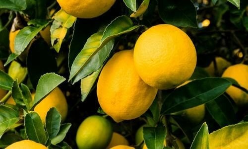 Mayer Limon Fidanı Bakımı