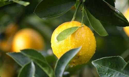 Mayer Limon Fidanı Çeşitleri