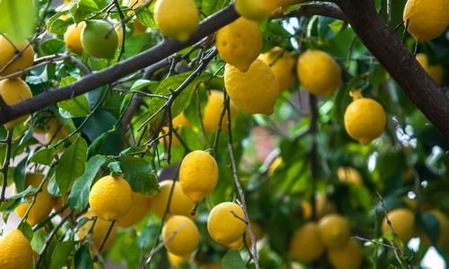 Mayer Limon Fidanı Satışı