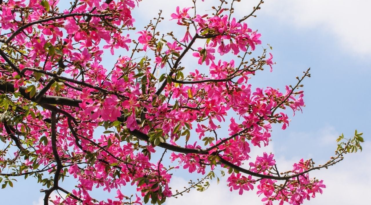 Maymun Tırmanmaz Ağacı Fiyatı