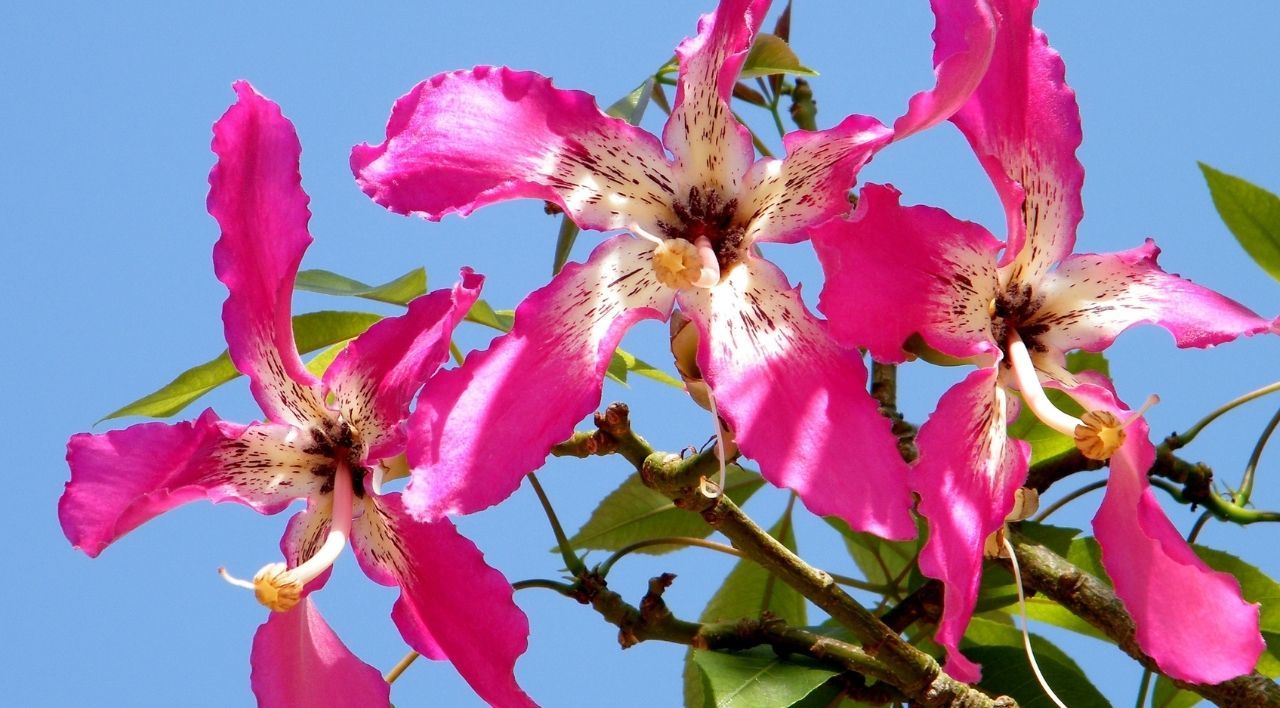 Maymun Tırmanmaz Ağacı Bakımı