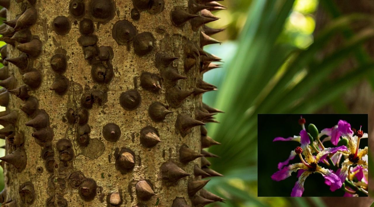 Maymun Tırmanmaz Ağacı Çeşitleri