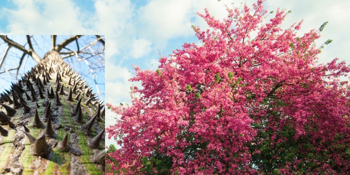 Maymun Tırmanmaz Ağacı Bakımı