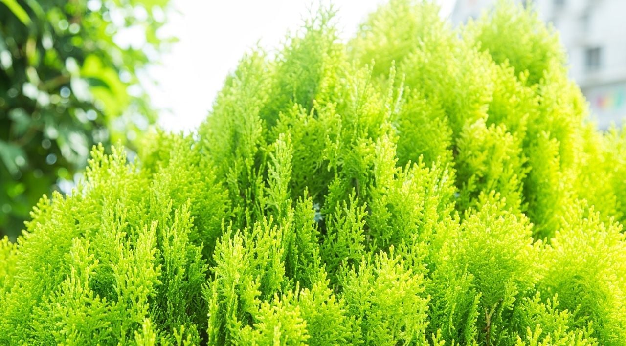 Mazı Fidanı Ne Kadar Zamanda Büyür