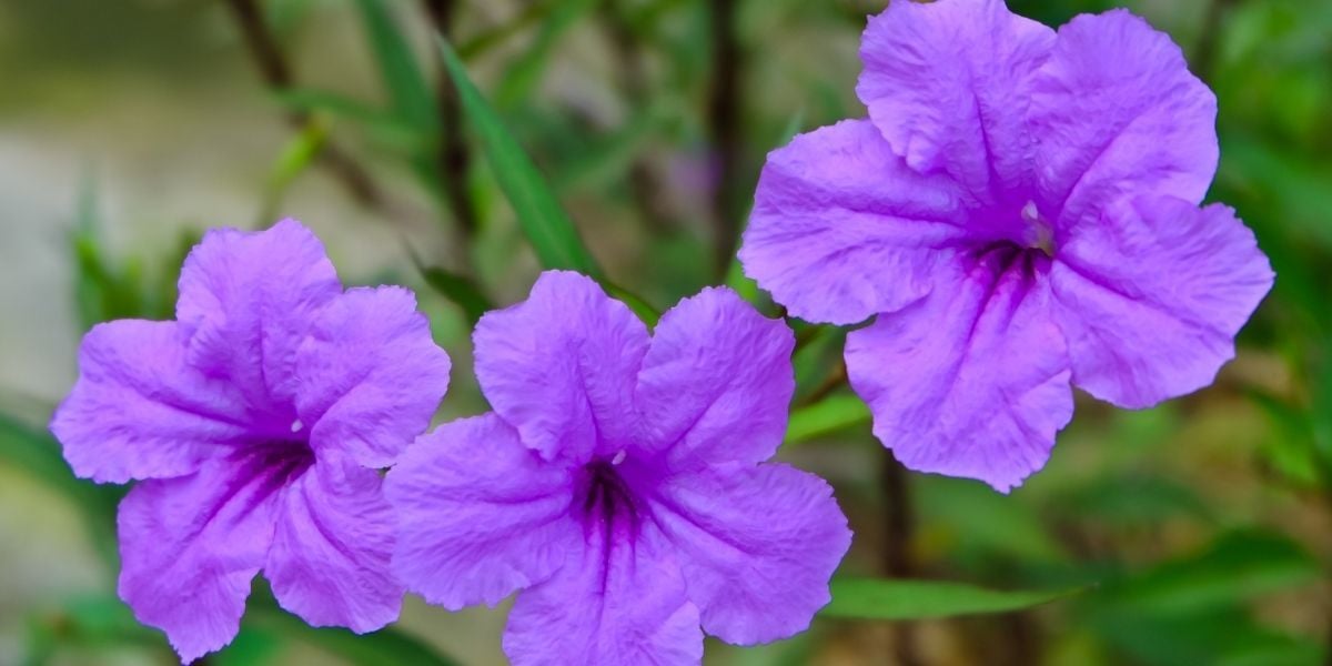 Meksika Petunyası Bakımı